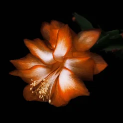 Black Saffron Absolu