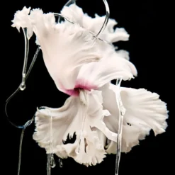 Blanche Absolu
