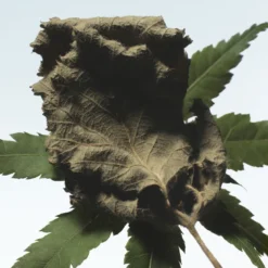 Cannabis Patchouli