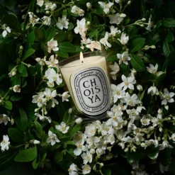 Choisya Classic Candle