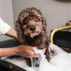 Dog Shampoo