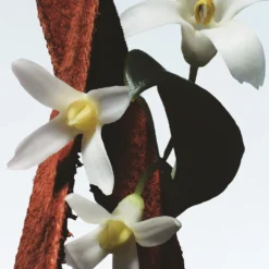 Fleur Du Mal