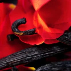 Hibiscus Mahajad Extrait