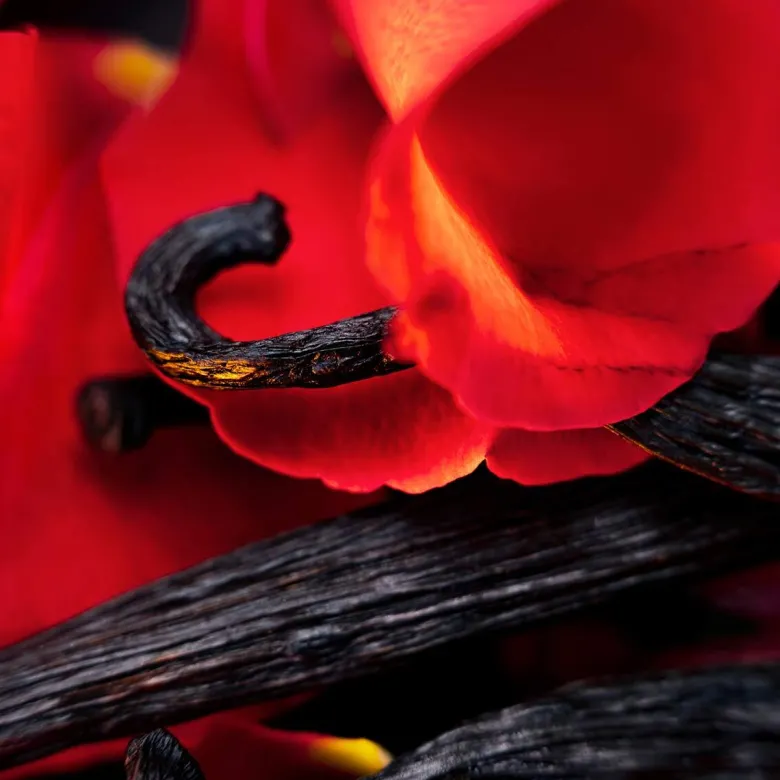 Hibiscus Mahajad Extrait