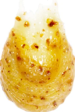 Lip Scrub