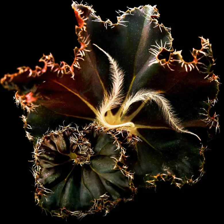 Mojave Ghost Absolu