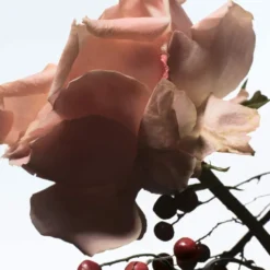 Raving Rose