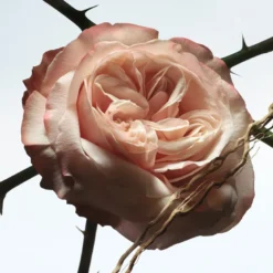 Rosa Carnívora