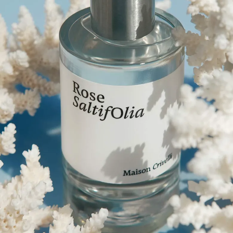 Rose Saltifolia