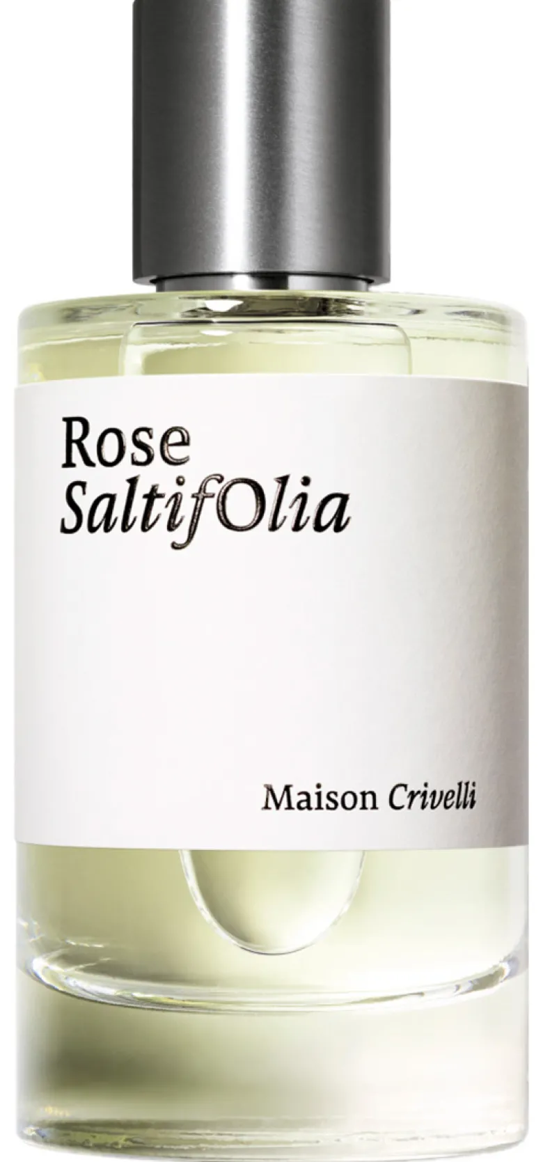 Rose Saltifolia