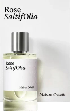 Rose Saltifolia