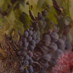 Rosso Nobile