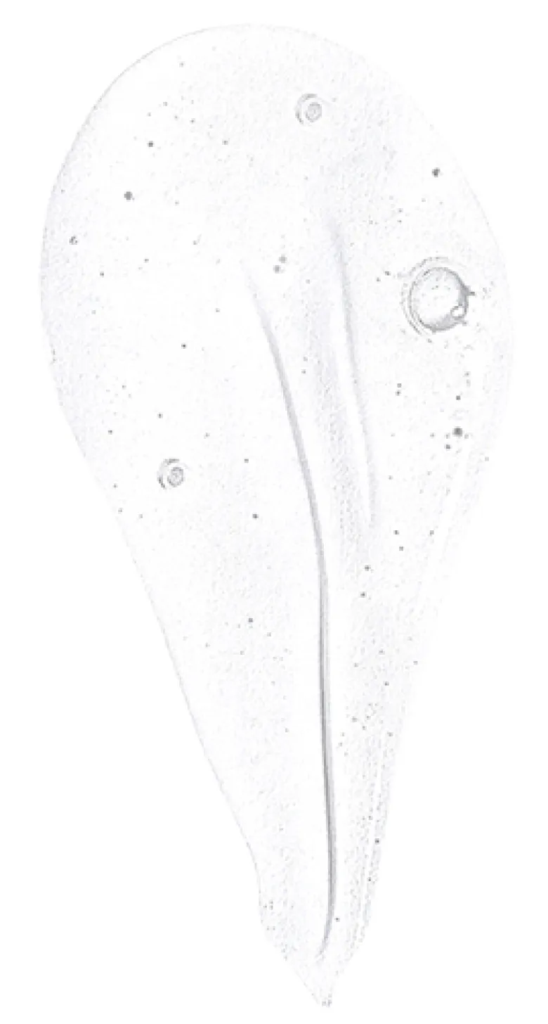 SANTAL CREAM Body Wash