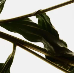 Shady Garden Eau de Parfum