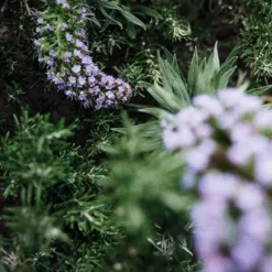 SIMPLE GARDEN
