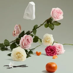 The Coveted Duchess Rose
