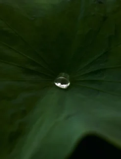 Vegan Lotus Gentle PHA Facial Mist