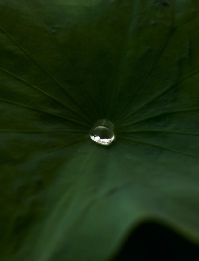 Vegan Lotus Gentle PHA Facial Mist